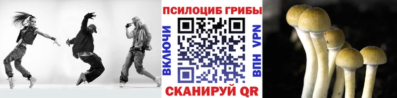 дарнет шоп  Рассказово  Галлюциногенные грибы Psilocybe 